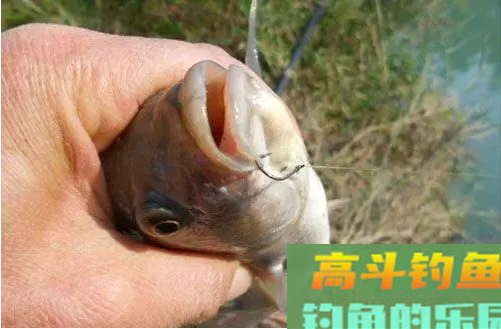 罗非不咬钩?试下这款空钩钓法 罗非不咬钩?试下这款空钩钓法