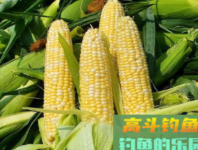 夏季鲫鱼为什么很难钓？是因为你不了这几点