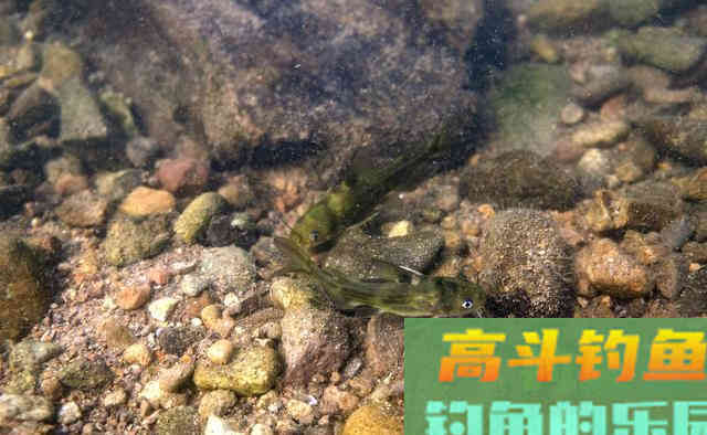 黄辣丁这么钓你也可以爆护