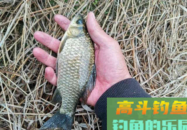 冬钓鲫鱼饵料这样调整才好,新手看完就能学会 冬钓鲫鱼饵料这样调整才好,新手看完就能学会