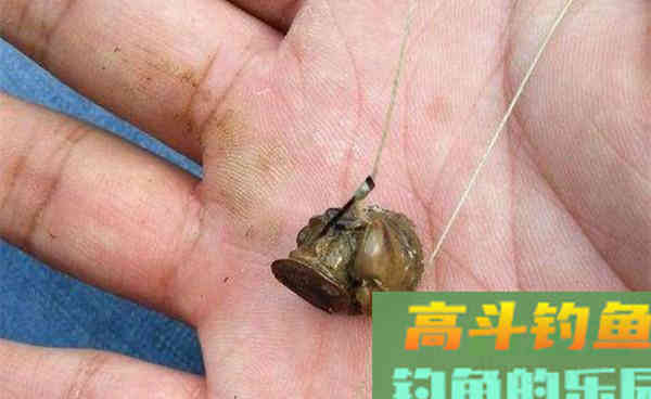 深秋时节钓青鱼，用这些老方法，渔获差不了
