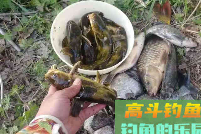 说实话，收拾黄辣丁我只服这钓法