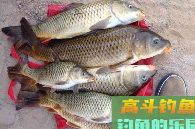 夏天好钓鱼，给大家分享祖传钓鲤鱼的配方