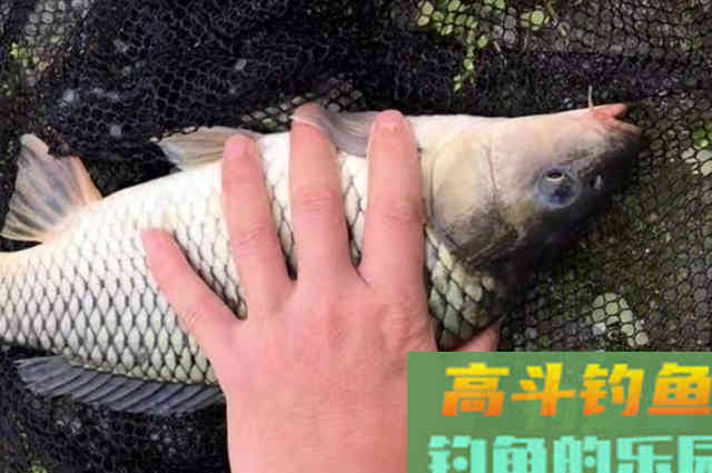 伏天热，鲤鱼难钓到怀疑人生？谁料我用这几招