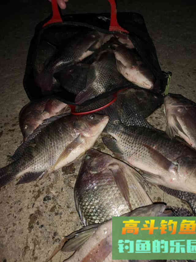 野钓罗非正当时,个头大数量多饵料简单 野钓罗非正当时,个头大数量多饵料简单