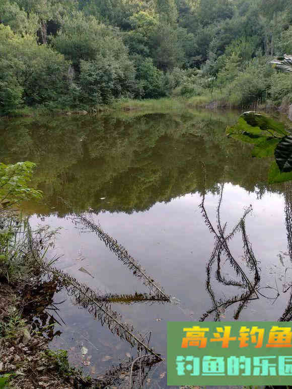 如何用猪肝钓甲鱼?运气好的时候一天能钓十几只 如何用猪肝钓甲鱼?运气好的时候一天能钓十几只