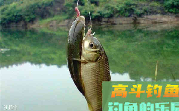 简单实用的两个钓鲫鱼秘诀,初秋出钓正合适 简单实用的两个钓鲫鱼秘诀,初秋出钓正合适