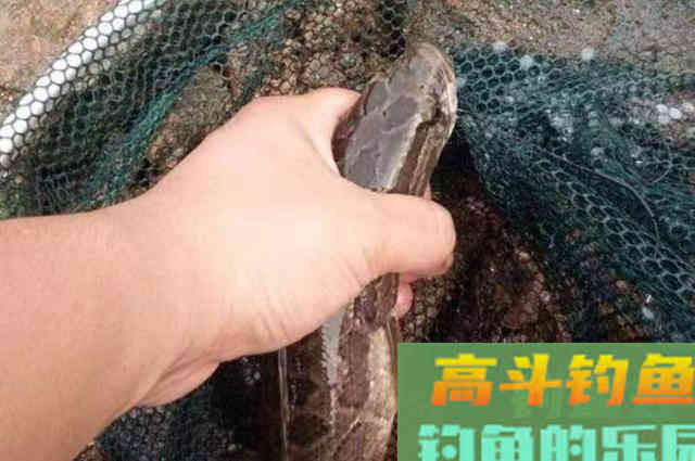 难道这才是黑鱼一次次上钩的原因？果断尝试这新钓法