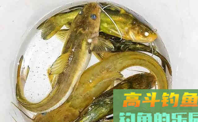 因为长得像,而被人误认为是同一种鱼 因为长得像,而被人误认为是同一种鱼