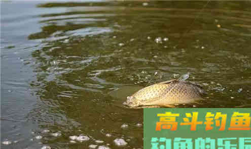 同是鲤鱼，为何黑坑用的饵料，很难钓上野生鲤鱼