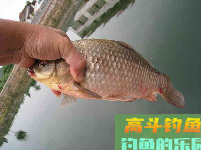 秋分之前钓鲫鱼,钓饵做到这两点 秋分之前钓鲫鱼,钓饵做到这两点