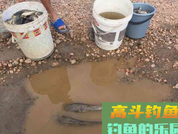 罗非鱼的习性解析，解析它爱谈恋爱的钓法
