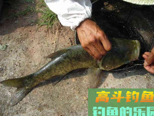 两种鲢鳙的简单钓法,和钓鲢鳙的饵料配方 两种鲢鳙的简单钓法,和钓鲢鳙的饵料配方