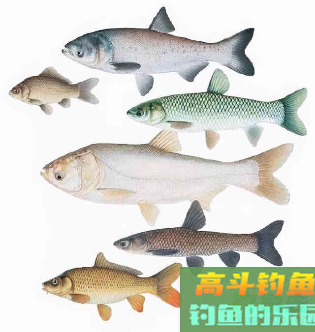 娇小麦穗鱼，已成功&ldquo;入侵&rdquo;34国！欧洲成了&ldquo;重灾区&rdquo;？