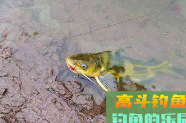 七月了,这黄骨鱼钓法不用白不用 七月了,这黄骨鱼钓法不用白不用