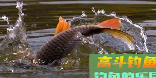 仲春鲤鱼如何钓？因地制宜分析鱼情从水深钓法入手