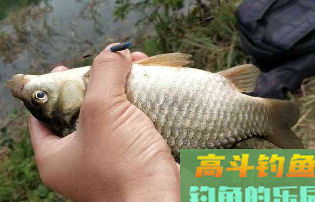 冬天太冷治服板鲫用多长的子线才合适？