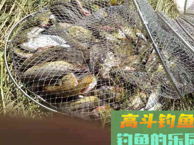这星球上唯一会上树的鱼：攀鲈，习性及钓法详解