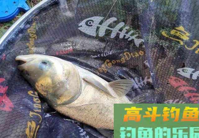 手竿钓鲢鳙,你不知道的5个小知识 手竿钓鲢鳙,你不知道的5个小知识