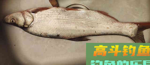 冬季路亚钓鱼,倒钓法野钓翘嘴鱼 冬季路亚钓鱼,倒钓法野钓翘嘴鱼