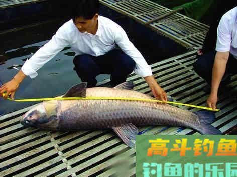 野钓怎样钓青鱼？需知道青鱼习性及对应的垂钓技巧