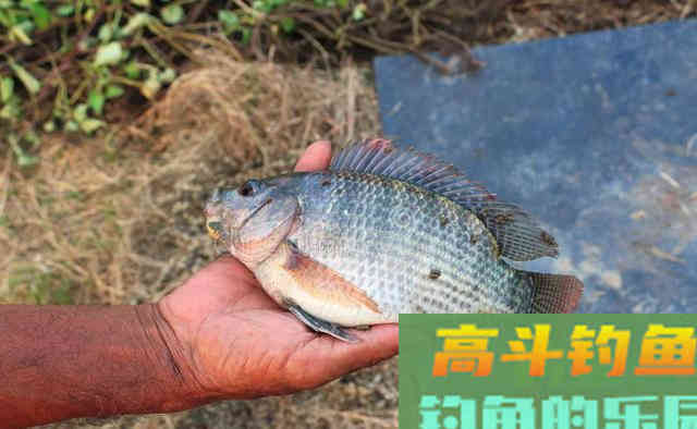 入侵我国河流的罗非鱼,到底有多可怕 入侵我国河流的罗非鱼,到底有多可怕