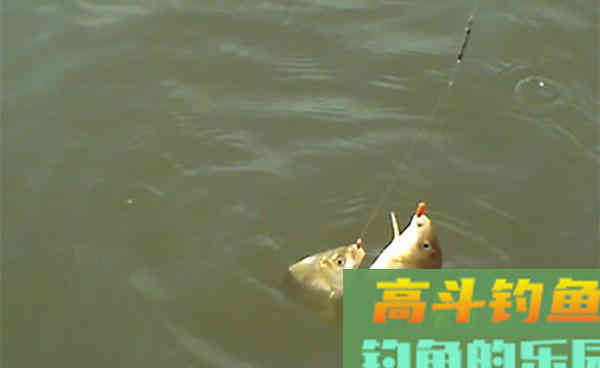 冬钓鲫鱼三大杀招,连竿大板鲫也不是难事 冬钓鲫鱼三大杀招,连竿大板鲫也不是难事