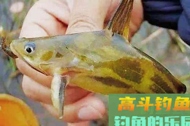 天气热，黄骨鱼就不好钓了？记牢5宜5不宜