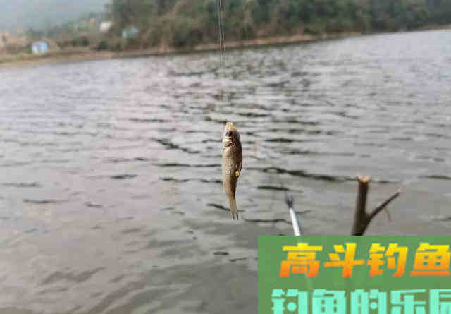 春去夏来鱼情发生变化,大鲫鱼难钓怎么办 春去夏来鱼情发生变化,大鲫鱼难钓怎么办