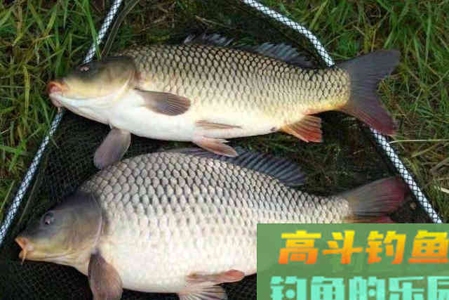 伏天未到,鲤鱼才最不好钓?那是你没按套路出牌 伏天未到,鲤鱼才最不好钓?那是你没按套路出牌