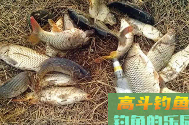 六月一到,天气再热也要用鲤鱼钓法 六月一到,天气再热也要用鲤鱼钓法