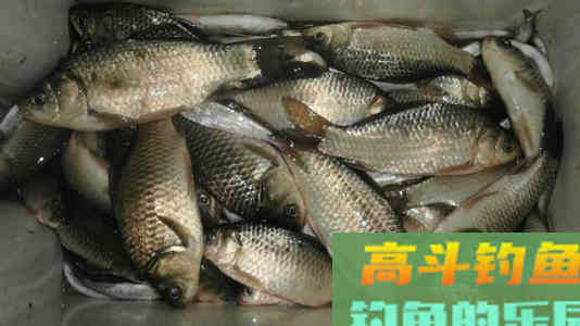 钓鲫鱼用几号钩?3个因素有影响 钓鲫鱼用几号钩?3个因素有影响