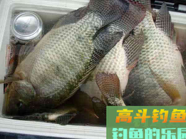 两广海南的钓鱼人,谈论钓罗非的技巧 两广海南的钓鱼人,谈论钓罗非的技巧