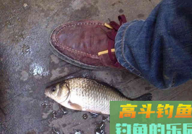 鲫鱼有哪些种类？没想到竟然有这么多种