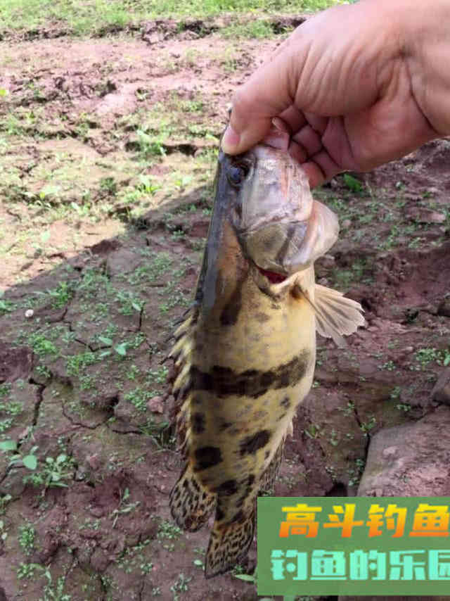手竿也能钓到鳜鱼?钓鱼人非要这么干,我有两种方法 手竿也能钓到鳜鱼?钓鱼人非要这么干,我有两种方法