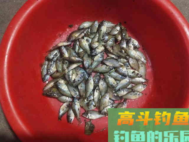 两小时钓80多条！小太阳鱼在北方多地泛滥