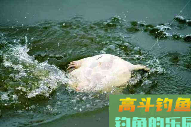 河道经常发现狡猾甲鱼露出水面，要怎么钓上岸