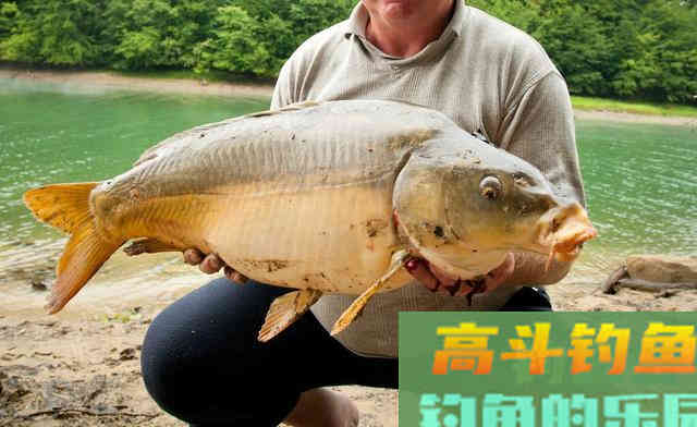 玉米钓不到鲤鱼?你确定使用方式没问题吗 玉米钓不到鲤鱼?你确定使用方式没问题吗