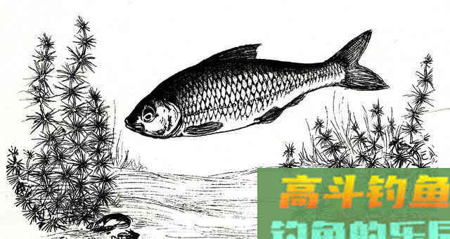 钓土鲮如何提高命中率及渔获？从选装备开始