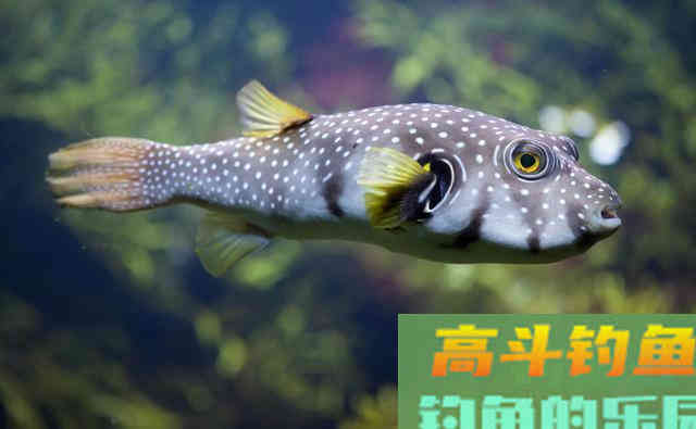 河豚到底是淡水鱼还是海鱼？怎样去垂钓河豚