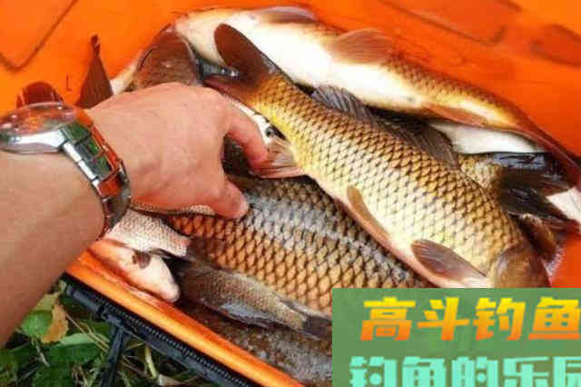 立秋后,说什么也别忽视这鲤鱼钓法 立秋后,说什么也别忽视这鲤鱼钓法