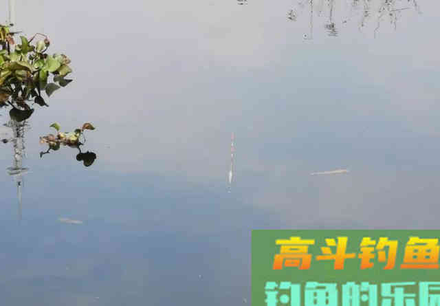 小野塘鲫鱼连杆，4个小时钓了半桶