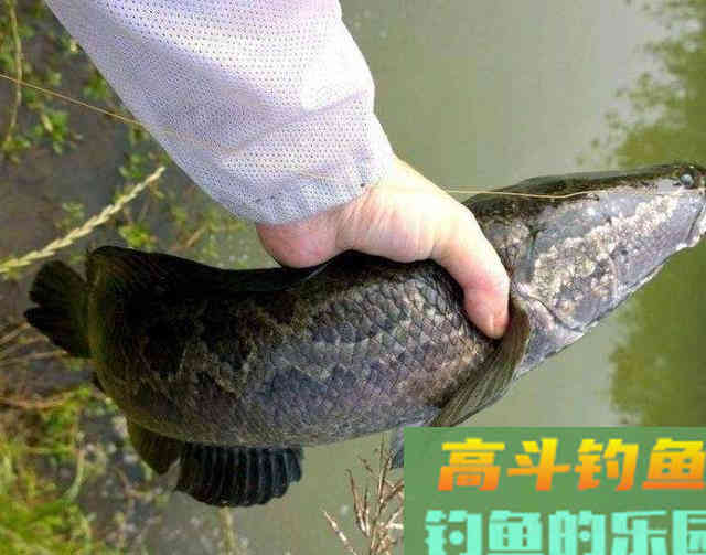 作钓黑鱼有技巧,手竿作钓很重要,注意搭配和选择 作钓黑鱼有技巧,手竿作钓很重要,注意搭配和选择