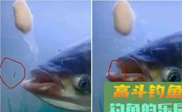 仲秋时节手竿钓鲢鳙，这三大技巧让你连杆上鱼
