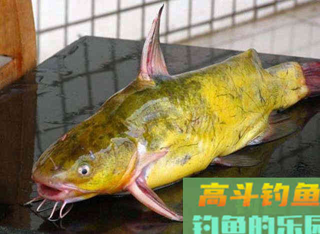 钓黄辣丁掌握好三个时机，四种钓法，一项注意
