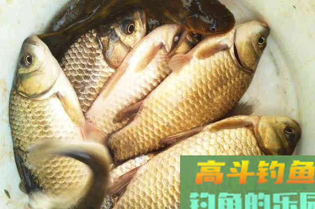 为何天越冷鲫鱼越好钓,想知道原因的看过来 为何天越冷鲫鱼越好钓,想知道原因的看过来