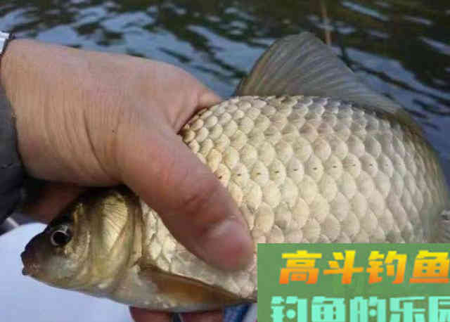 天气变冷,大板鲫都藏这三个不起眼的小地方 天气变冷,大板鲫都藏这三个不起眼的小地方