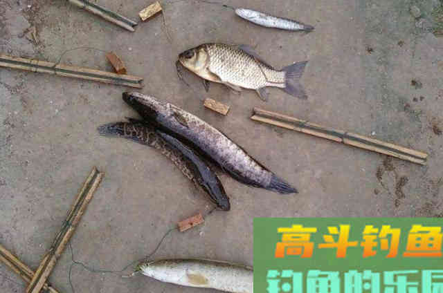 天越热,黑鱼就越不好钓?那是你没用这3招 天越热,黑鱼就越不好钓?那是你没用这3招