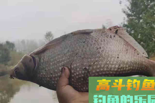 二十年了，这套鳊鱼钓法始终很管用