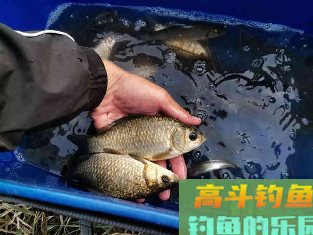 野钓时鲫鱼不开口，温差不太大，用这几招轻松应对